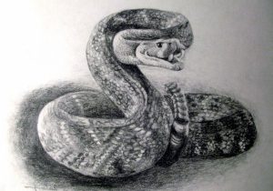 300x210 Pencil Sketches Of Snakes Snake Drawings In Pencil Pencil - 3d Snake Drawing