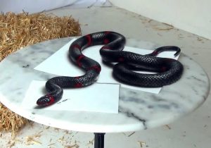300x210 Snake Drawing How To Draw A Realistic Snake - 3d Snake Drawing