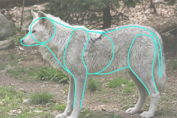 600x401 How To Draw Animals Quickly Render Fur - 3d Wolf Drawings
