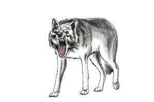 300x200 How To Draw A Wolf Step - 3d Wolf Drawings