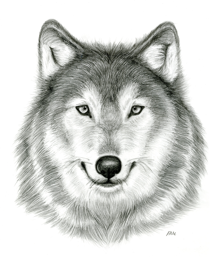 860x1000 Drawing Wolf For Free Download - 3d Wolf Drawings