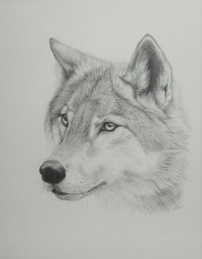 400x513 Wolf Drawing - 3d Wolf Drawings