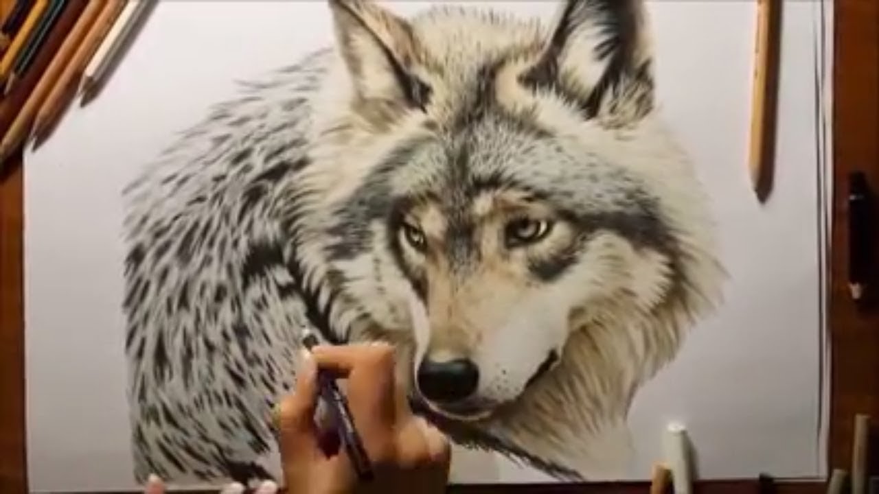 1280x720 how to draw wolf art drawing wolf, how to draw wolf - 3d Wolf Drawings