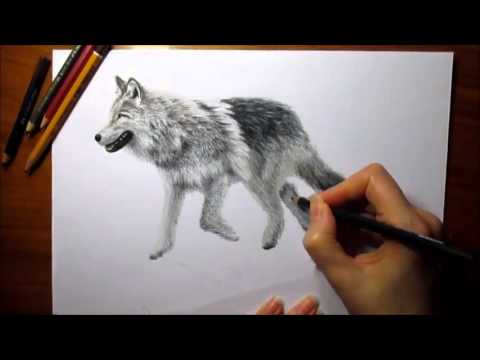 480x360 pencil drawing walking wolf speed draw jasmina susak how - 3d Wolf Drawings