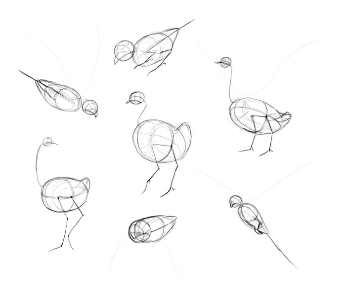700x614 How To Draw Birds Step - 5 Drawing