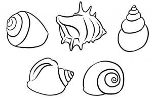 302x202 how to draw shells step awesome art lessons drawings, art - 5 Drawing