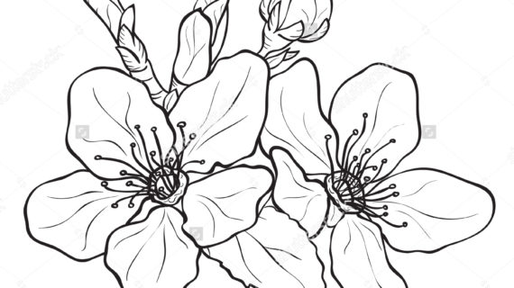 570x320 drawn cherry blossom petal flower - 5 Petal Flower Drawing