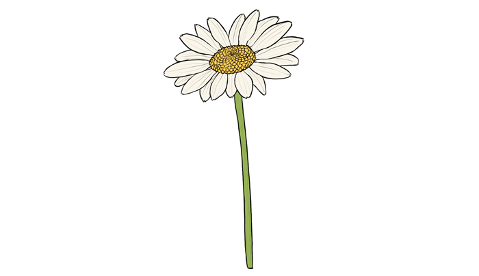 700x404 how to draw flowers the innocent and cheerful daisy - 5 Petal Flower Drawing