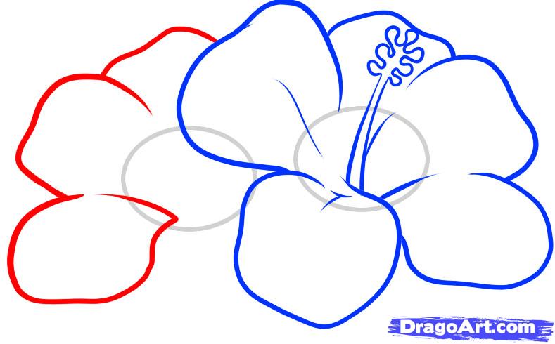 789x490 how to draw hawaiian flowers, step - 5 Petal Flower Drawing