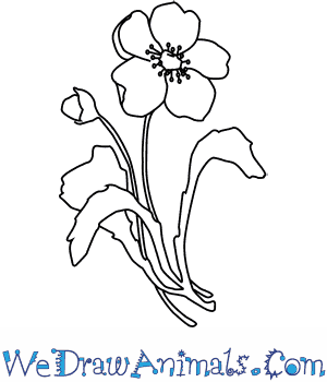 300x350 how to draw a poppy flower - 5 Petal Flower Drawing