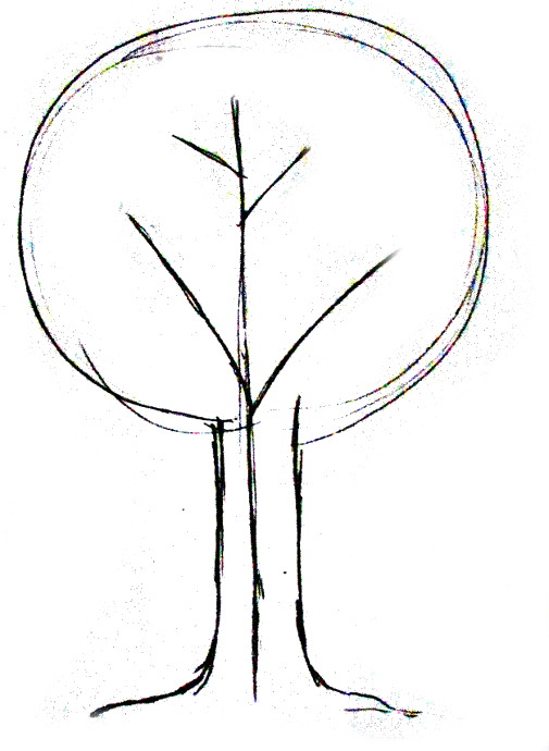 505x690 How To Draw A Tree - 5 Point Crown Drawing