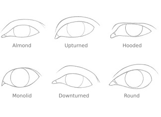 324x235 How To Draw Different Eye Shapes Rapidfireart - 6 Drawing