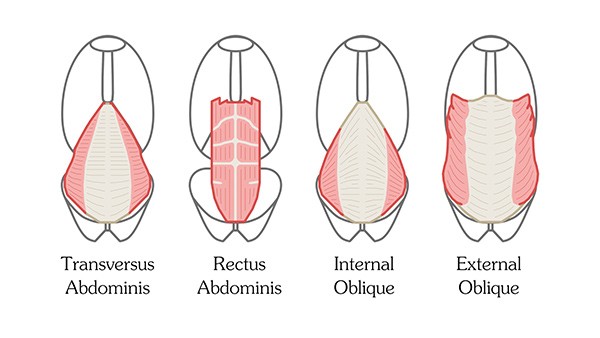 600x338 how to draw abs - 6 Pack Abs Drawing