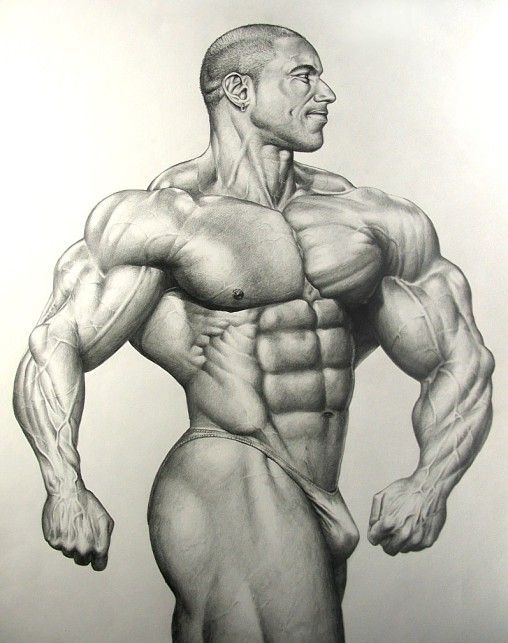 508x643 bodybuilder drawing free e book - 6 Pack Abs Drawing