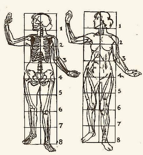 458x497 How To Draw Proportions - 8 Head Figure Drawing
