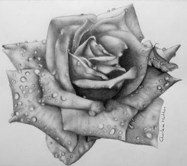 A Beautiful Rose Drawing