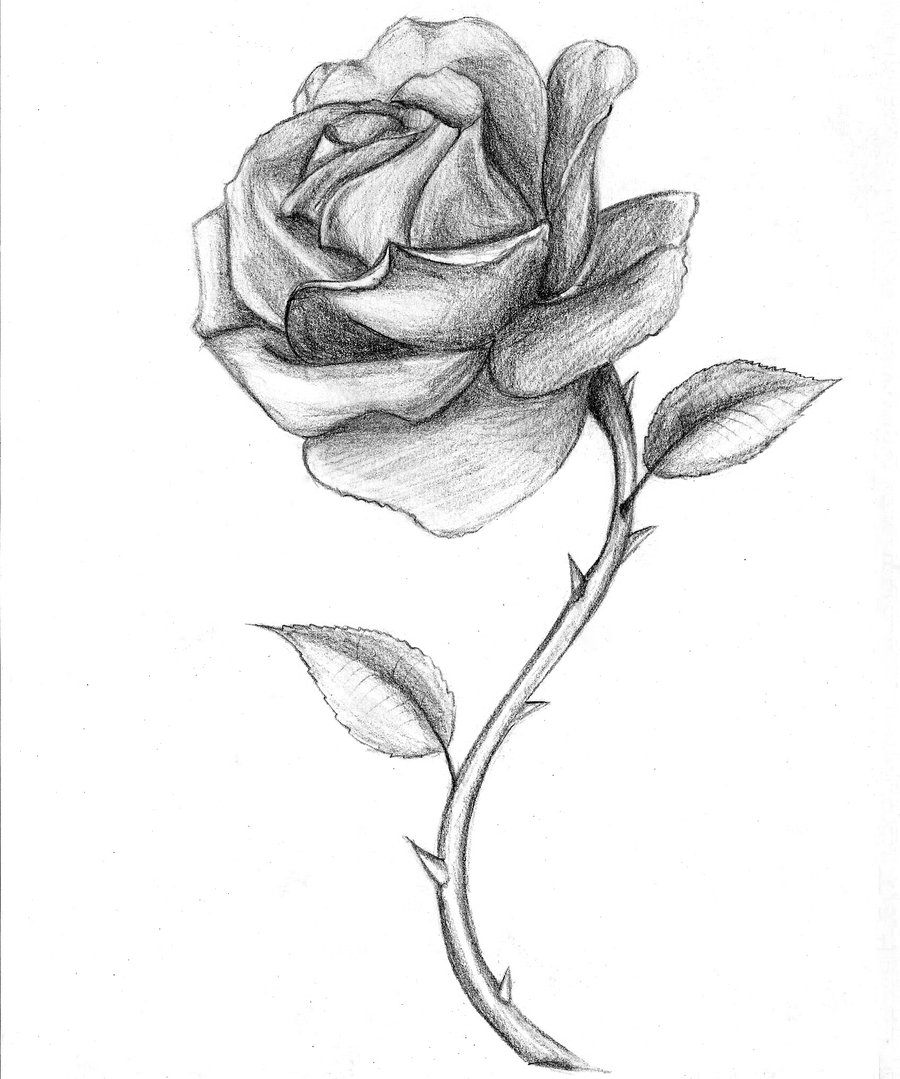 900x1079 Beautiful Rose Pic Drawing Drawing Skill - A Beautiful Rose Drawing