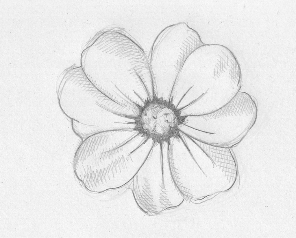 1024x822 Drawing Pencil Flower Beautiful Rose Drawing Pencil At Getdrawings - A Beautiful Rose Drawing