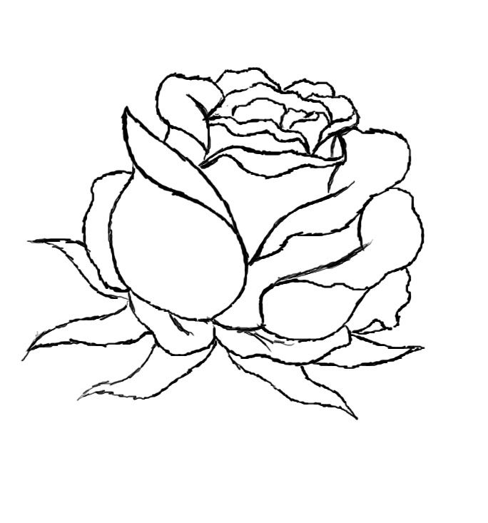 684x733 How To Draw A Red Rose Steps - A Beautiful Rose Drawing