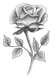 236x333 Draw Beautiful Roses Rose Symbol Of Love Rose Wallpapers - A Beautiful Rose Drawing