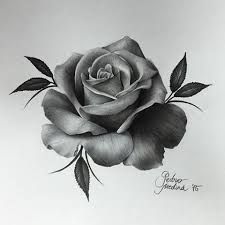 225x225 Beautiful Rose Drawings And Paintings For Your Inspiration - A Beautiful Rose Drawing