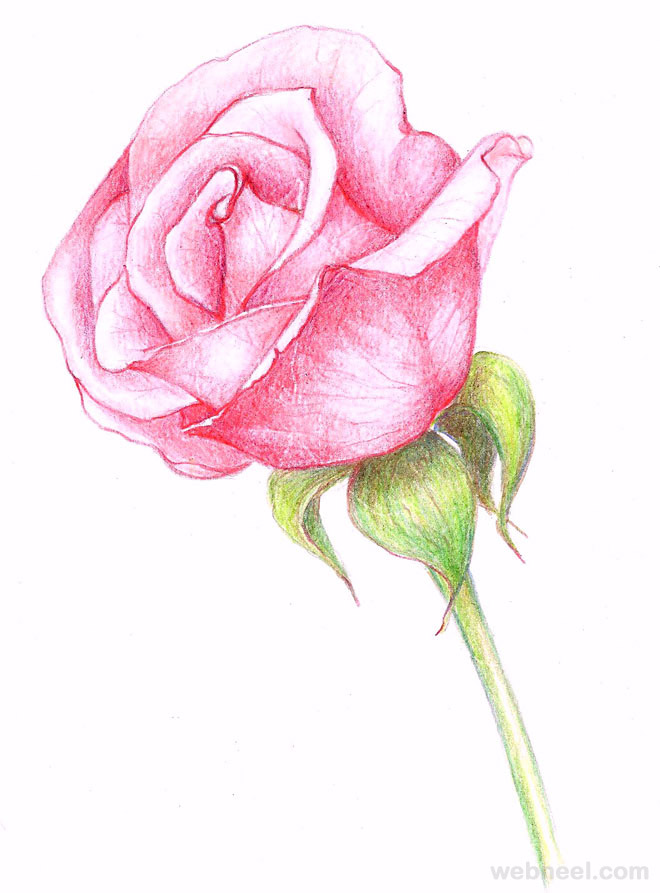 660x893 Beautiful Rose Drawings And Paintings For Your Inspiration - A Beautiful Rose Drawing