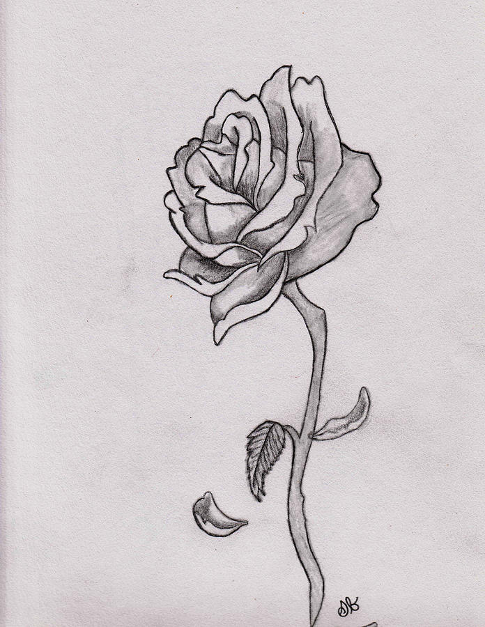 696x900 Beautiful Rose Drawing - A Beautiful Rose Drawing