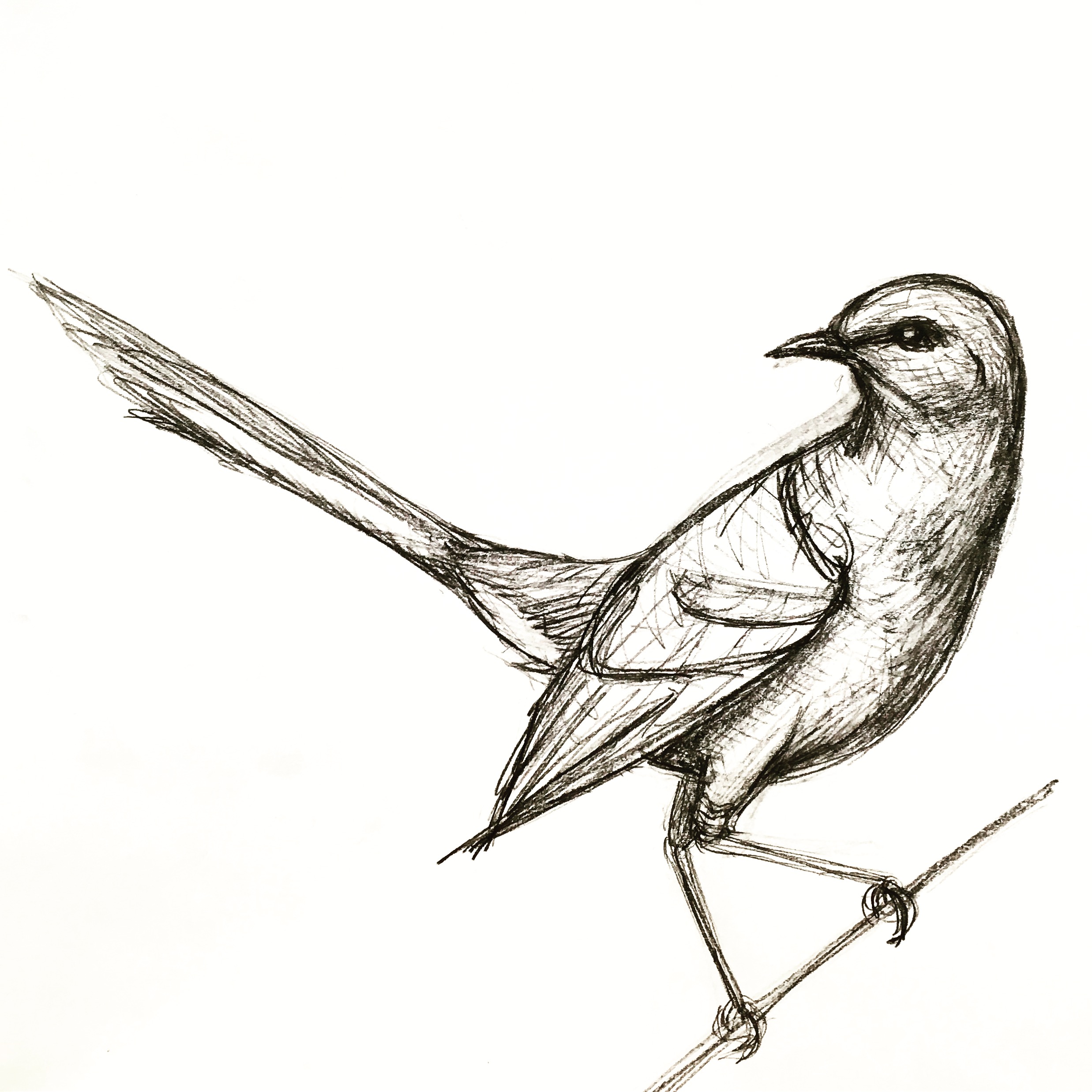 2475x2475 a drawing i did of a mockingbird - A Drawing
