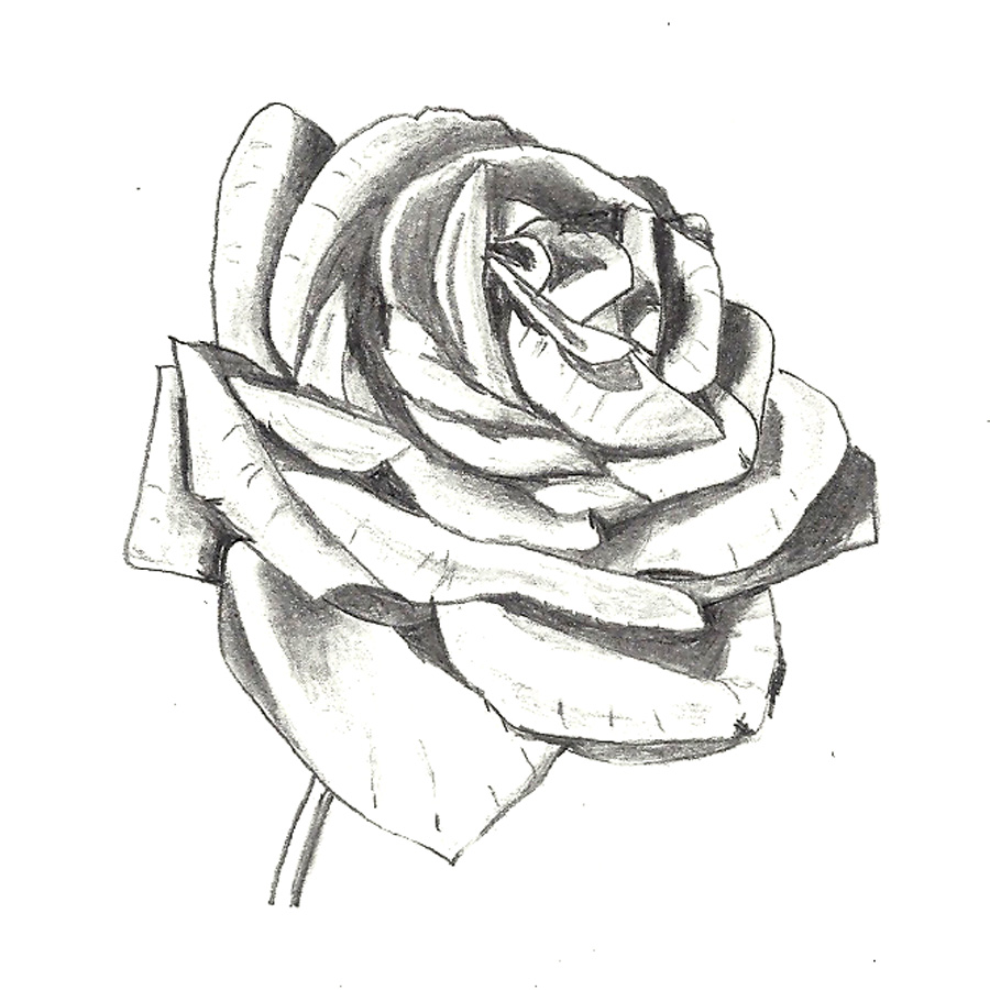 900x900 Rocky Mountain Society Of Botanical Artists A Drawing A Day, Day - A Drawing