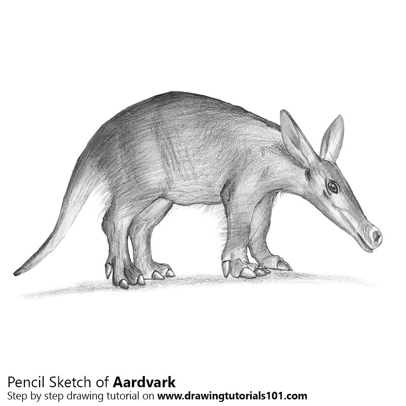 800x800 Aardvark Pencil Drawing - Aardvark Drawing