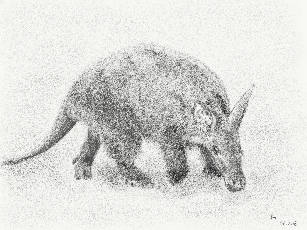 1024x768 Aardvark Drawing - Aardvark Drawing