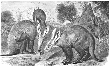 460x279 Aardvark Drawing - Aardvark Drawing
