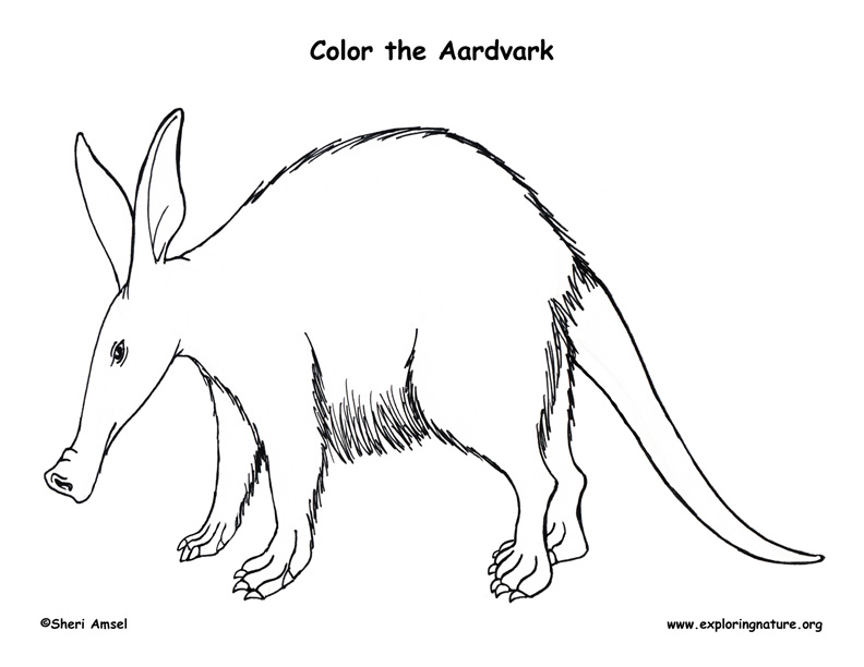 792x612 Aardvark Coloring Nature - Aardvark Drawing