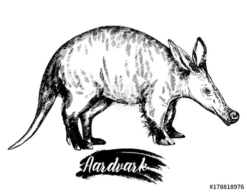 500x389 Hand Drawn Sketch Style Aardvark Vector Illustration Isolated - Aardvark Drawing