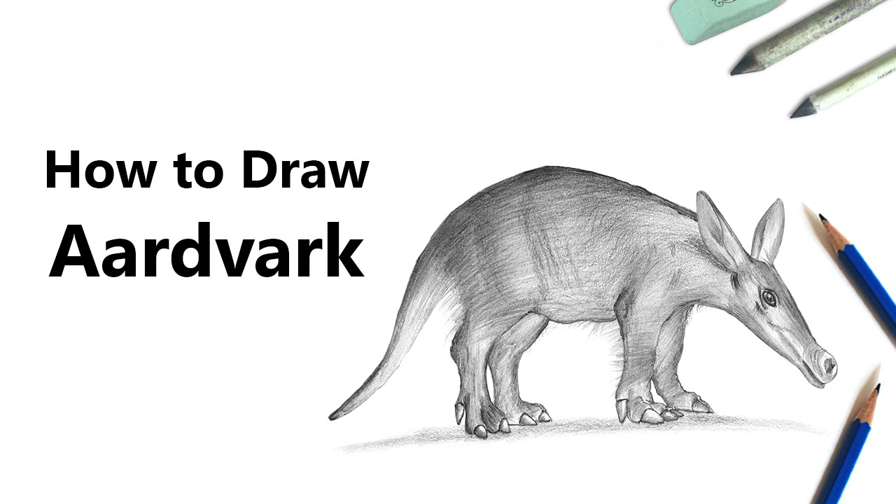 1280x720 How To Draw An Aardvark With Pencils - Aardvark Drawing