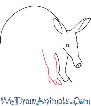 300x350 How To Draw An Aardvark - Aardvark Drawing