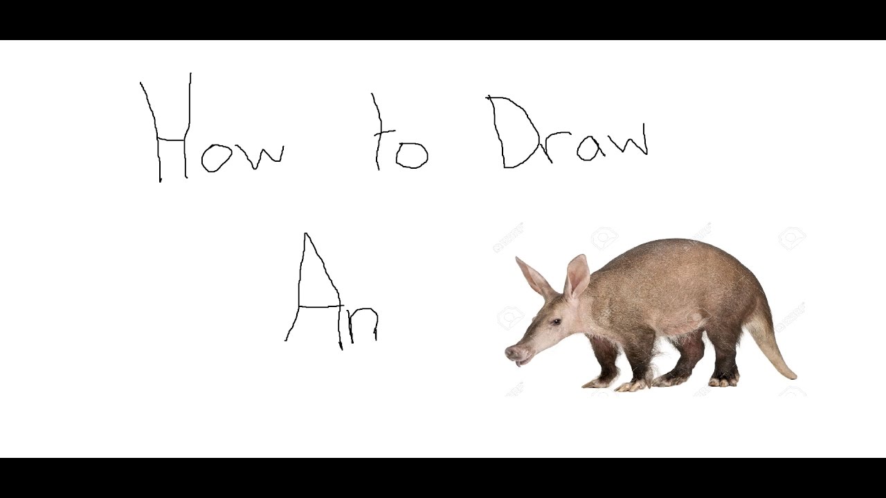 1280x720 How To Draw An Aardvark - Aardvark Drawing