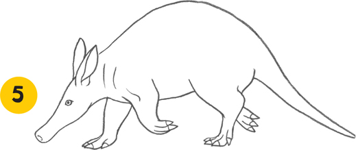 519x219 Aardvark - Aardvark Drawing