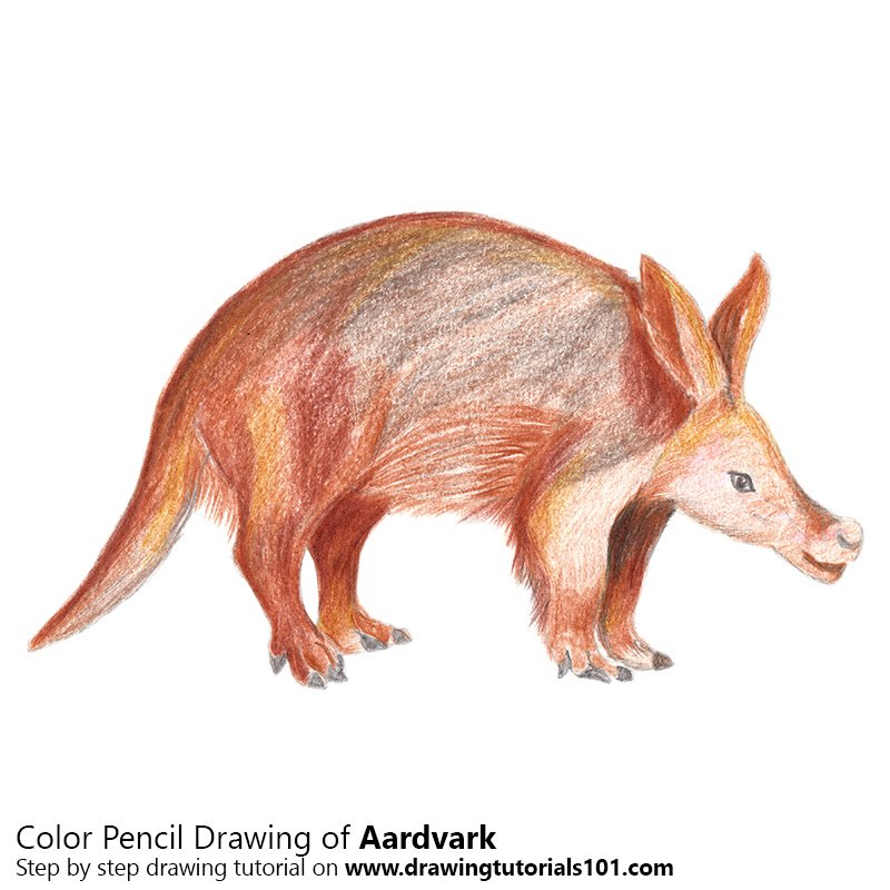 800x800 Aardvark Colored Pencils - Aardvark Drawing
