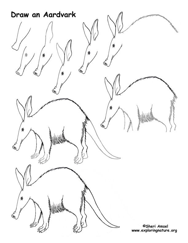 612x792 Aardvark Drawing Lesson - Aardvark Drawing
