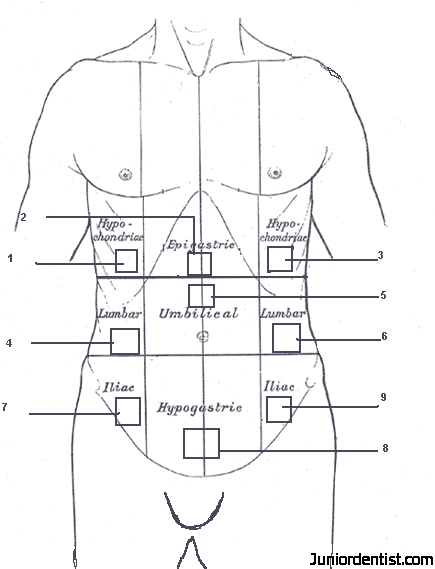 Abdomen Drawing at PaintingValley.com | Explore collection of Abdomen ...