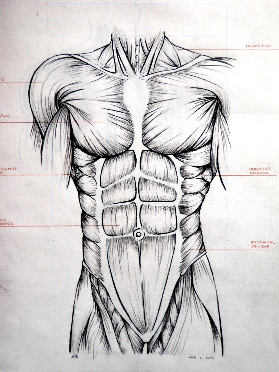 960x1280 drawing abdominal muscles art foundation anatomy art - Abdomen Drawing