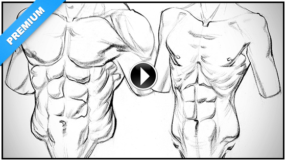 560x315 how to draw obliques anatomy and motion proko - Abdomen Drawing