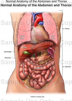 310x432 normal anatomy of the abdomen and thorax - Abdomen Drawing