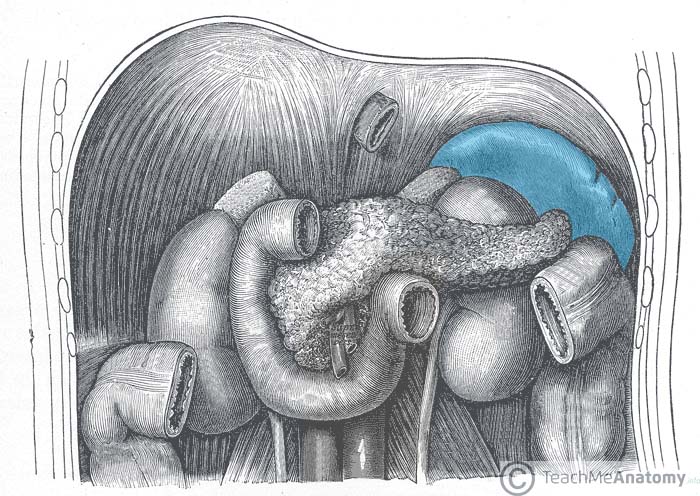 700x496 the spleen - Abdomen Drawing