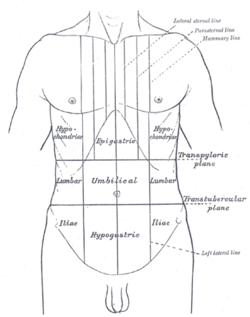 250x317 transpyloric plane - Abdomen Drawing