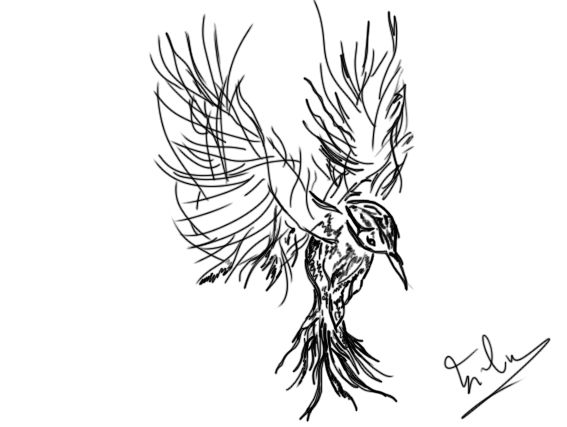 567x427 Entry - Abstract Bird Drawing
