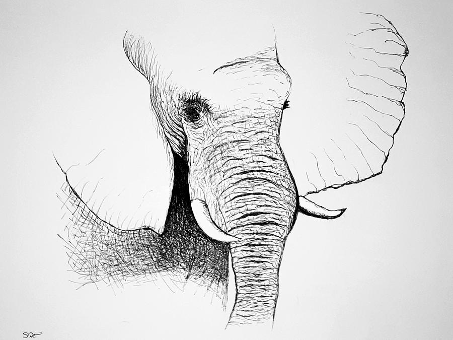 900x675 Elephant Sketch Drawing - Abstract Elephant Drawing