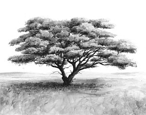 300x236 Acacia Tree Paintings - Acacia Tree Drawing