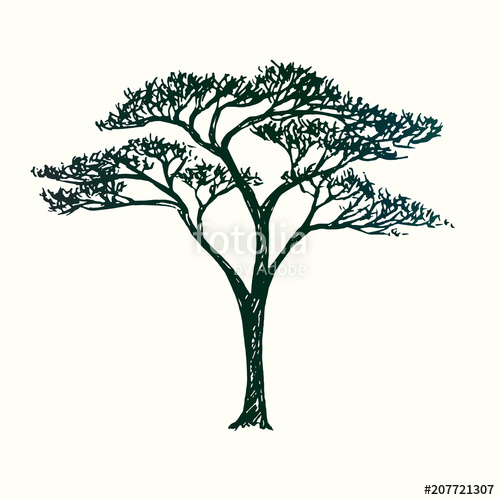 Acacia Tree Drawing at Explore collection of